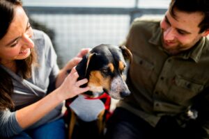 Warum Hunde die beliebtesten Haustiere sind Hunde sind seit Jahrhunderten die treuesten Begleiter des Menschen und erfreuen sich weltweit großer Beliebtheit. Ob als Familienmitglied, Arbeitspartner oder Therapiehelfer – ihre Vielseitigkeit und Loyalität machen sie zu etwas ganz Besonderem. In diesem Artikel erfährst du im Detail, was Hunde so einzigartig macht, warum sie in fast jedem Haushalt willkommen sind und wie sie unser Leben positiv bereichern. Für weitere Informationen und hochwertige Produkte für deinen Hund besuche Canvasco Dog. Allgemeine Tipps und Ratgeber zu Haustieren findest du auf Haustiere Infos. Hunde als treue Begleiter Hunde sind für ihre Loyalität und ihr treues Wesen bekannt. Sie begleiten uns nicht nur in glücklichen Momenten, sondern stehen uns auch in schwierigen Zeiten zur Seite. Diese besondere Bindung zwischen Mensch und Hund hat sich über Jahrtausende entwickelt. Hunde sind in der Lage, Emotionen zu erkennen und auf die Bedürfnisse ihres Besitzers einzugehen. Sie spenden Trost, sorgen für Freude und bieten bedingungslose Liebe – ein Grund, warum sie als „beste Freunde des Menschen“ bezeichnet werden. Ein Hund ist nicht einfach nur ein Haustier, sondern vielmehr ein Familienmitglied, das Vertrauen und Sicherheit schenkt. Diese einzigartige Bindung lässt sich kaum mit anderen Haustieren vergleichen. Vielfältige Rassen für unterschiedliche Bedürfnisse Es gibt weltweit mehr als 340 anerkannte Hunderassen, die sich in Größe, Charakter und Anforderungen unterscheiden. Dadurch findet jeder Mensch – unabhängig von Lebenssituation und Vorlieben – einen passenden Hund. Kleine Rassen wie der Chihuahua oder Zwergspitz eignen sich perfekt für Stadtbewohner und kleinere Wohnungen. Mittelgroße Rassen wie Beagle oder Cocker Spaniel sind ideal für Familien mit Kindern. Große Rassen wie der Deutsche Schäferhund oder Labrador sind loyal, sportlich und oft in Arbeitsbereichen aktiv. Hunde passen sich erstaunlich gut an unser Leben an: Ob aktive Sportler, ruhige Senioren oder Familien mit Kindern – jeder findet in der Vielfalt der Rassen einen treuen Begleiter. Die positiven Effekte auf die Gesundheit Hunde bereichern nicht nur emotional, sondern auch gesundheitlich unser Leben. Studien haben gezeigt, dass Hundebesitzer körperlich und mental gesünder sind. Mehr Bewegung: Tägliche Spaziergänge mit dem Hund sorgen für körperliche Aktivität und helfen, fit zu bleiben. Stressabbau: Zeit mit Hunden reduziert Stresshormone wie Cortisol und fördert das Wohlbefinden. Herzgesundheit: Der Umgang mit Hunden kann den Blutdruck senken und das Risiko für Herz-Kreislauf-Erkrankungen reduzieren. Emotionale Stabilität: Hunde helfen, Einsamkeit zu bekämpfen, indem sie emotionale Wärme und Freude bieten. Hunde motivieren uns, aktiver zu sein und bieten gleichzeitig einen großen emotionalen Rückhalt. Hunde fördern soziale Kontakte Hunde sind nicht nur treue Begleiter, sondern auch großartige „soziale Brückenbauer“. Beim Gassigehen oder Hundetraining ergeben sich schnell Gespräche mit anderen Hundebesitzern. Diese Begegnungen fördern die soziale Integration und schaffen neue Freundschaften. Besonders für ältere Menschen oder Personen, die alleine leben, ist ein Hund eine wertvolle Unterstützung, um am gesellschaftlichen Leben teilzunehmen. Studien zeigen, dass Hundebesitzer seltener unter sozialer Isolation leiden. Hunde als Arbeits- und Therapiepartner Hunde übernehmen viele wichtige Aufgaben in unserer Gesellschaft. Sie sind weit mehr als nur Haustiere – sie sind zuverlässige Helfer und Unterstützer in vielen Bereichen: Assistenzhunde: Helfen Menschen mit körperlichen Einschränkungen, ihren Alltag zu bewältigen. Such- und Rettungshunde: Sie retten Leben in Katastrophengebieten oder bei vermissten Personen. Therapiehunde: Unterstützen Menschen mit psychischen Erkrankungen oder Kindern in der Therapie. Polizei- und Spürhunde: Helfen bei der Suche nach Drogen, Sprengstoffen oder in kriminalistischen Einsätzen. Ihre Intelligenz und ihre Fähigkeit, sich auf den Menschen einzustellen, machen Hunde zu unverzichtbaren Partnern in vielen Berufen und Lebensbereichen. Erziehung und Beschäftigungsmöglichkeiten für Hunde Damit Hunde zu harmonischen Begleitern werden, spielt die richtige Erziehung eine entscheidende Rolle. Hunde lieben Beschäftigung und mentale Herausforderungen. Hundesport: Aktivitäten wie Agility oder Flyball fördern Fitness und Bindung zwischen Hund und Mensch. Training: Mit regelmäßigem Training wird das Verhalten des Hundes verbessert und die Kommunikation gestärkt. Beschäftigung im Alltag: Intelligenzspielzeuge oder Suchspiele bieten Abwechslung und mentale Stimulation. Ein beschäftigter Hund ist ein glücklicher Hund. Durch gemeinsame Aktivitäten wird die Bindung gestärkt, und der Hund bleibt ausgeglichen und zufrieden. Fazit: Warum Hunde unsere Herzen erobern Hunde sind vielseitige, liebevolle und treue Wegbegleiter, die unser Leben in vielerlei Hinsicht bereichern. Sie schenken uns Liebe, fördern unsere Gesundheit und passen sich perfekt an unsere Lebensumstände an. Die einzigartige Bindung, die Menschen zu Hunden haben, macht sie zu den beliebtesten Haustieren der Welt. Ob als Begleiter, Helfer oder Therapiepartner – Hunde sind aus unserem Alltag nicht mehr wegzudenken. Weitere Informationen und Produkte, die deinem Hund Freude bereiten, findest du auf Canvasco Dog. Allgemeine Ratgeber zu Haustieren gibt es auf Haustiere Infos.