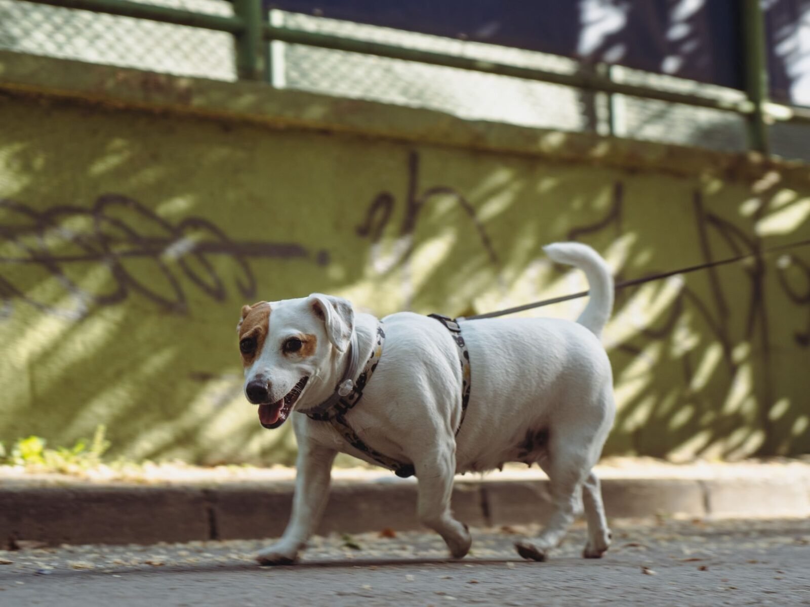 Hundehaltung Deutschland 2026: Vorschriften & Haftung